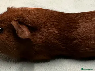 Guinea Pig rodents Baby girls and boys ready now - Advert 5