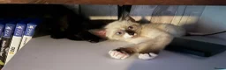 Mixed Breed cats for sale: Ghost & Pandora looking for forever homes - Advert 17