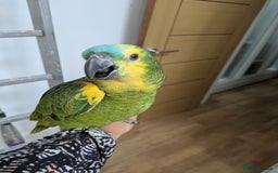 Parrots birds for sale: 2 girls 2 boys silly tamed blue fronted Amazons - Image 3