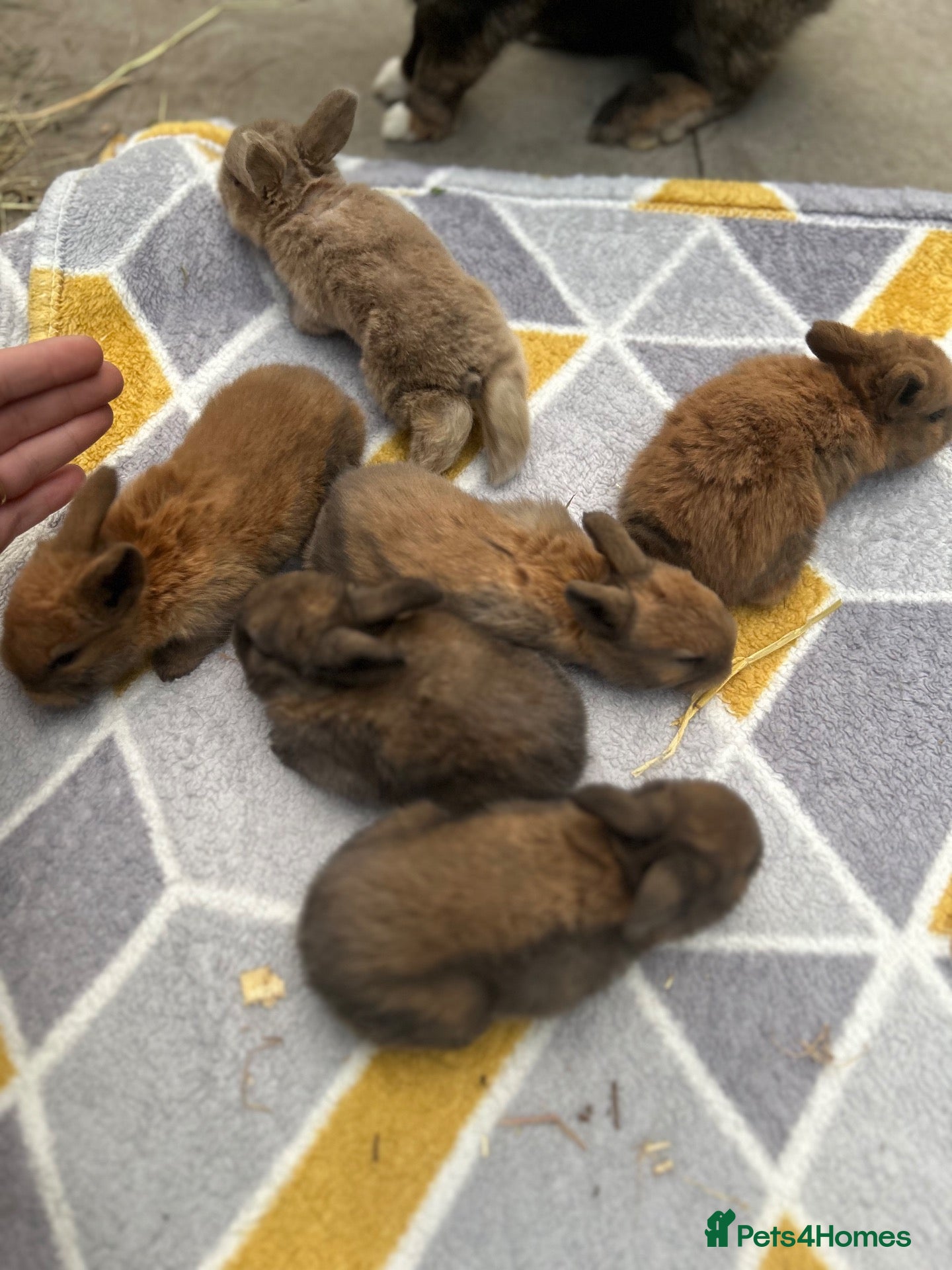 Mini Lop rabbits 6 beautiful mini lops ready 22nd November  - Advert 21