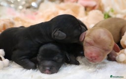 Cavapoo dogs for sale: Health Tested Cavapoo Puppies - Image 3