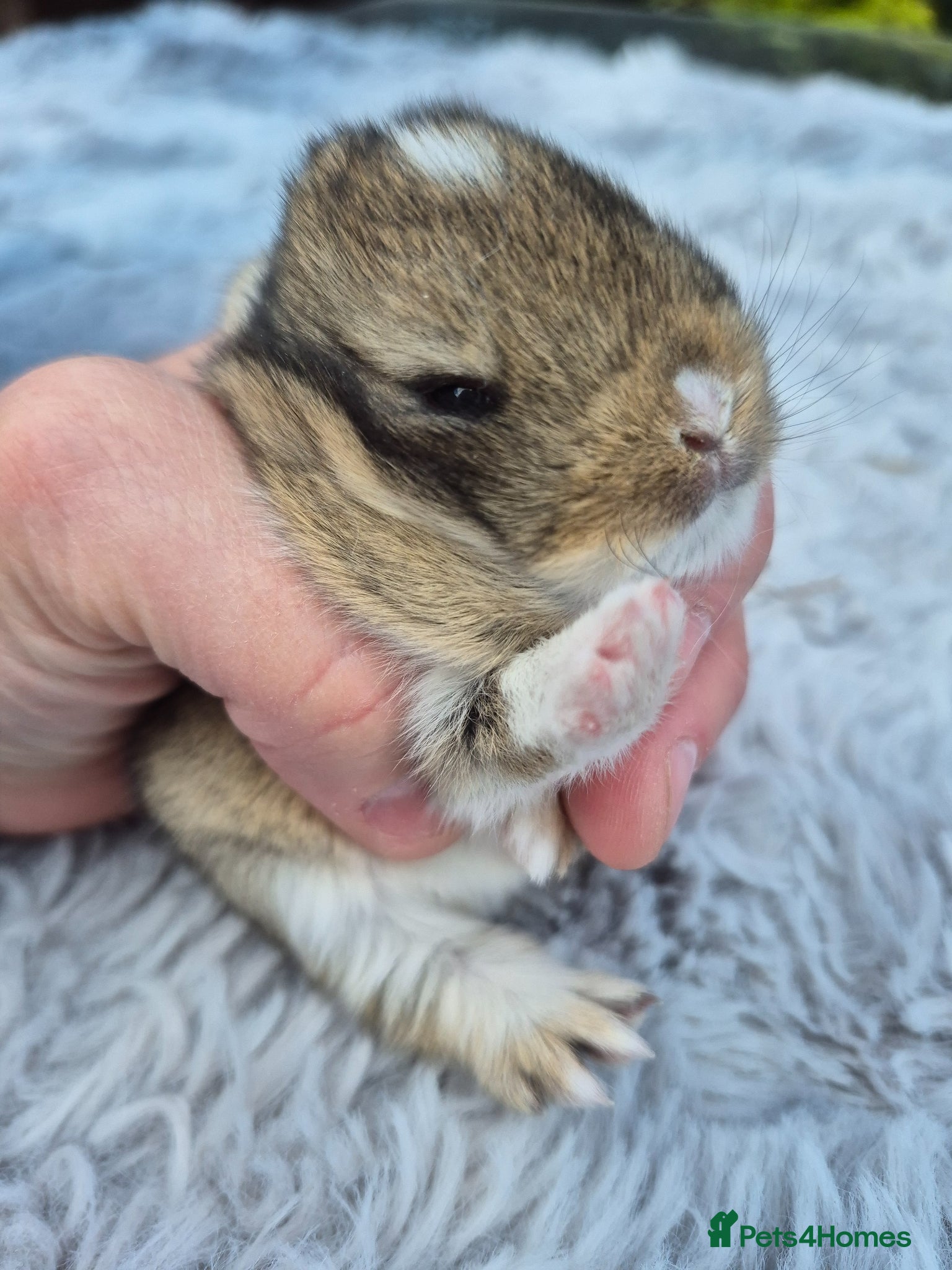 Netherland Dwarf rabbits Beautifull netherland  dwarf  babys  - Advert 8