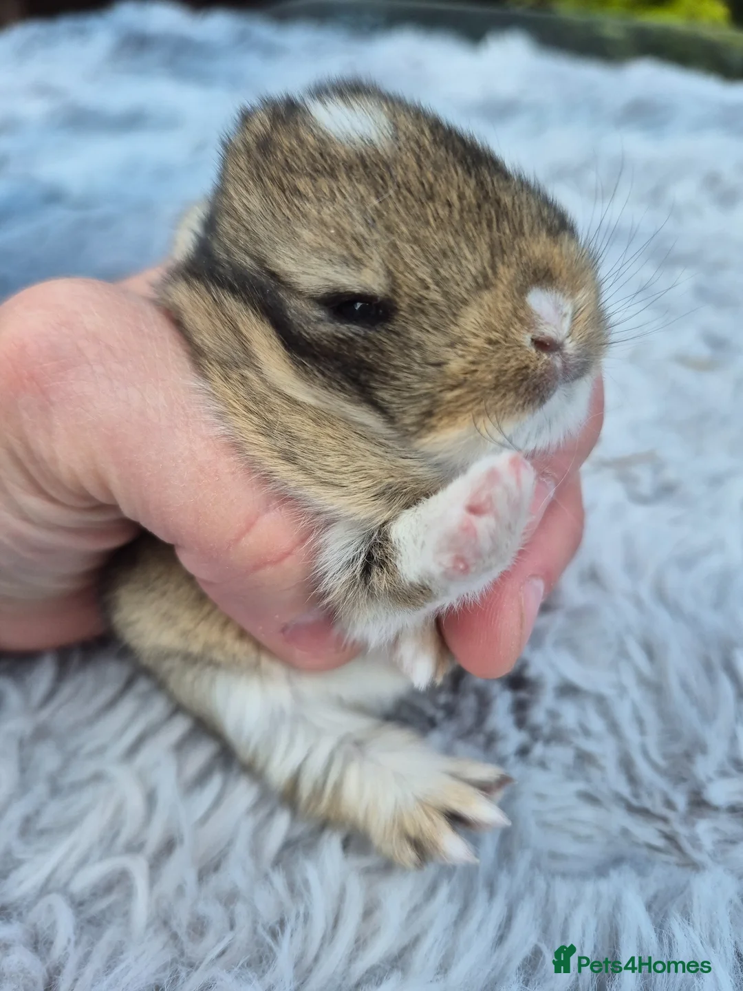 Netherland Dwarf rabbits for sale: Beautifull netherland  dwarf  babys  - Advert 1
