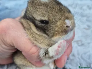Netherland Dwarf rabbits Beautifull netherland dwarf babys - Advert 8