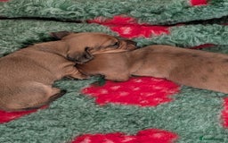 Miniature Dachshund dogs for sale: Smooth shaded red - Image 7