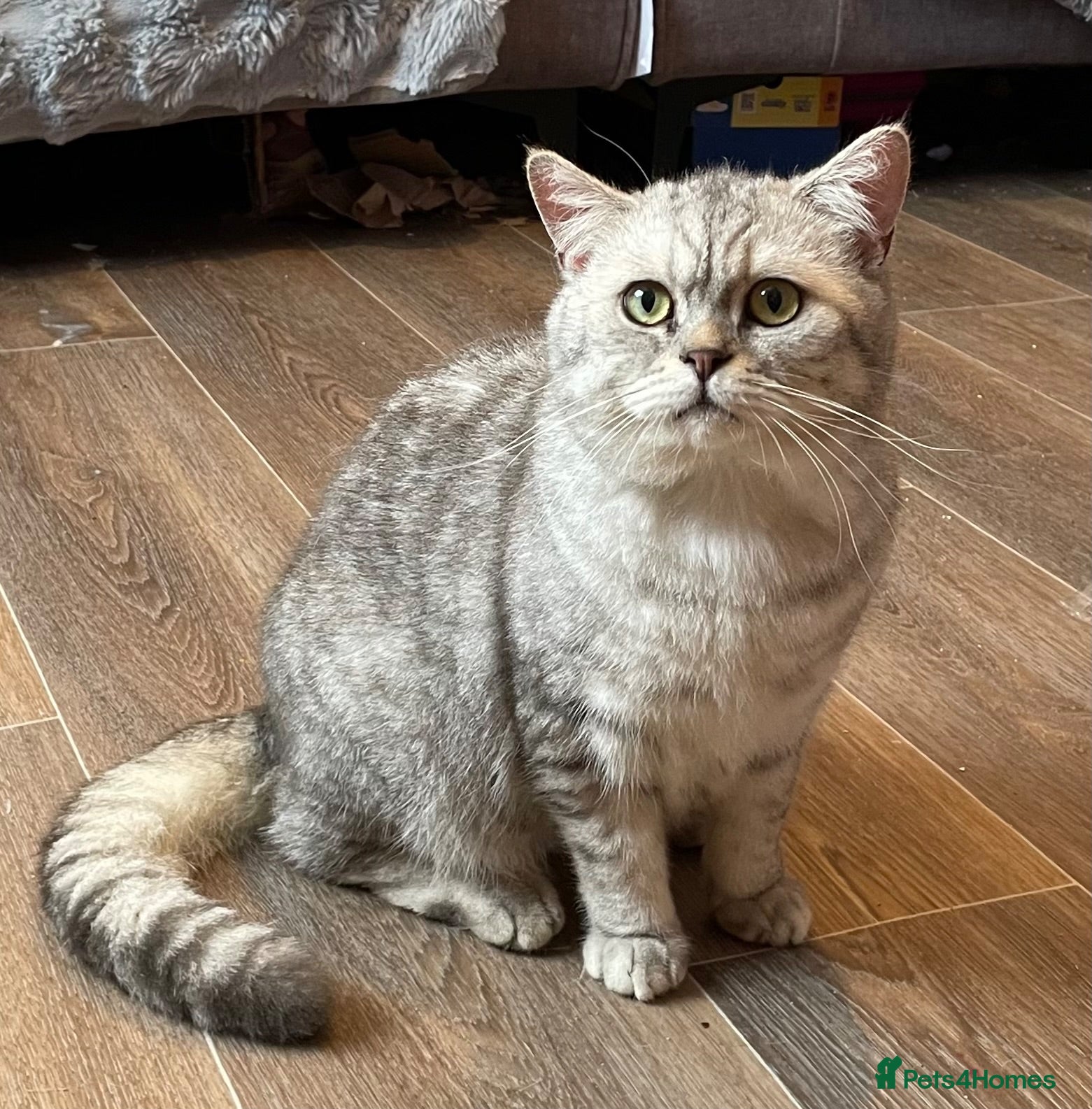 British Shorthair cats Young silver adult  - Advert 1
