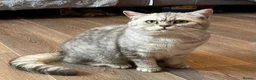 British Shorthair cats for sale: Young silver adult  - Advert 1