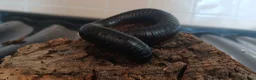 Millipedes invertebrates for sale: Giant African millipede ☺️💕 - Advert 2