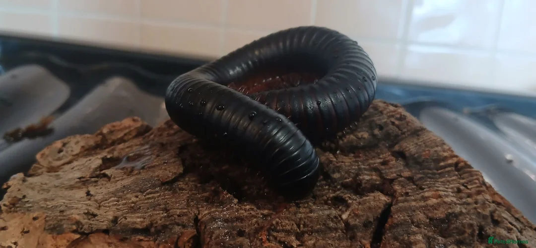 Millipedes invertebrates for sale: Giant African millipede ☺️💕 - Advert 2