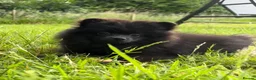 Pomeranian dogs for sale: Beautiful black Pomeranian 6 months old female - Advert 6