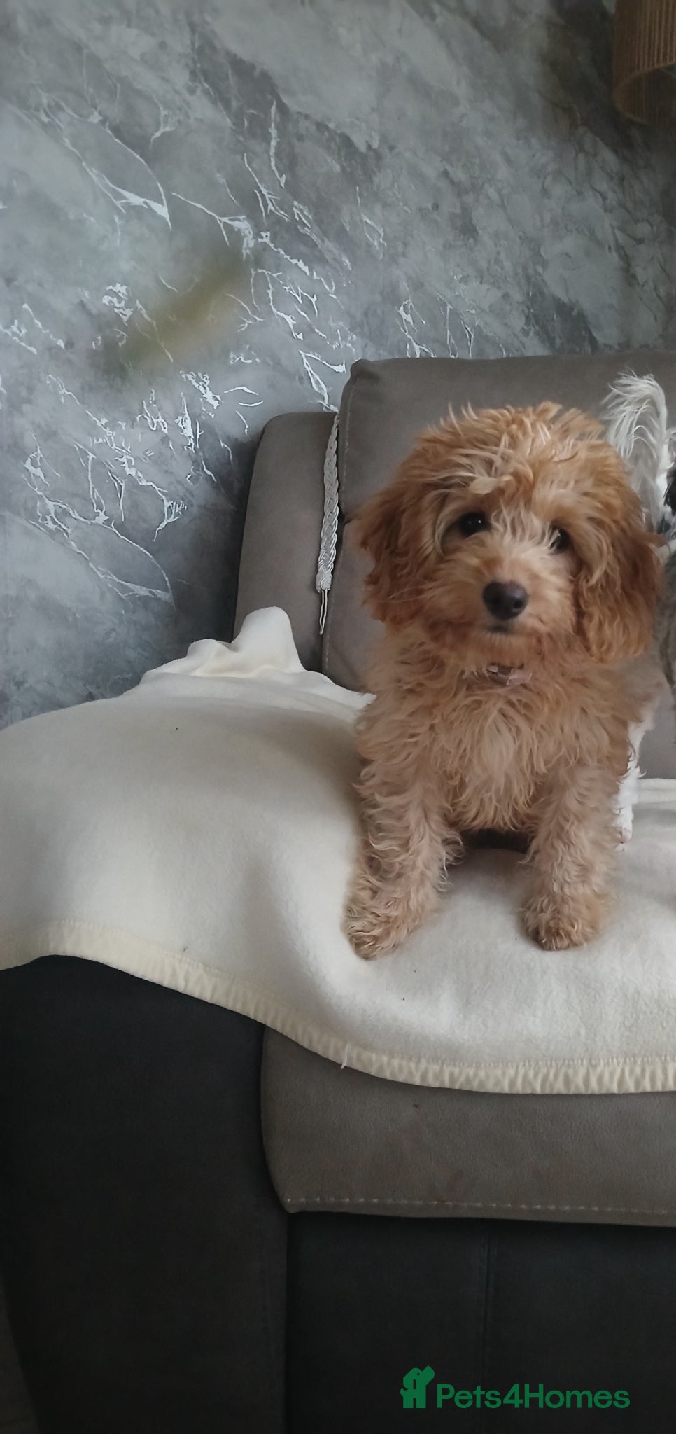 Cockapoo dogs Cockapoo girl  - Advert 1