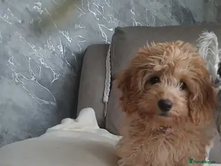 Cockapoo dogs Cockapoo girl - Advert 1