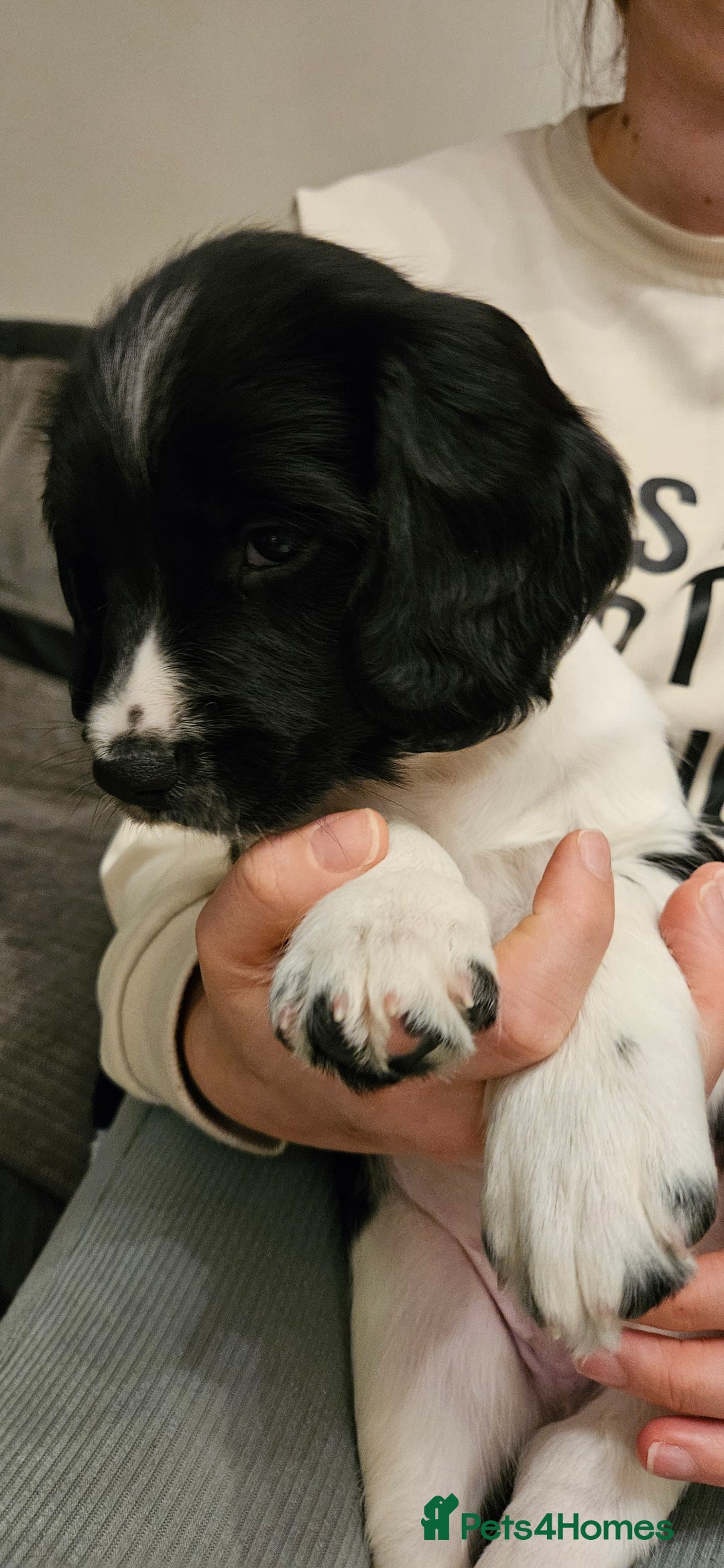 English Springer Spaniel dogs for sale: ✨ KC Registered Springer Spaniel Puppies ✨ - Advert 34