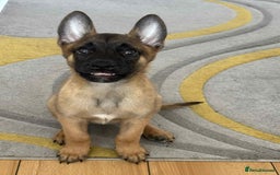 Belgian Shepherd Dog dogs for sale: Belgian Malinois - Image 3