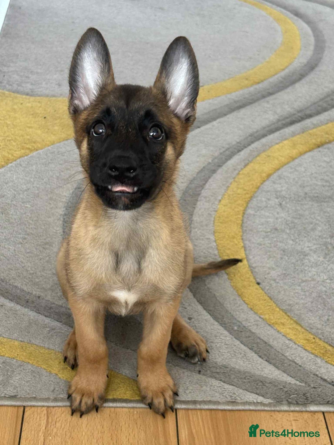 Belgian Shepherd Dog dogs for sale: Belgian Malinois - Image 3