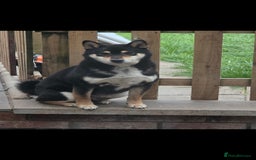 Japanese Shiba Inu dogs for sale: Japanese Shiba Inu - Image 10