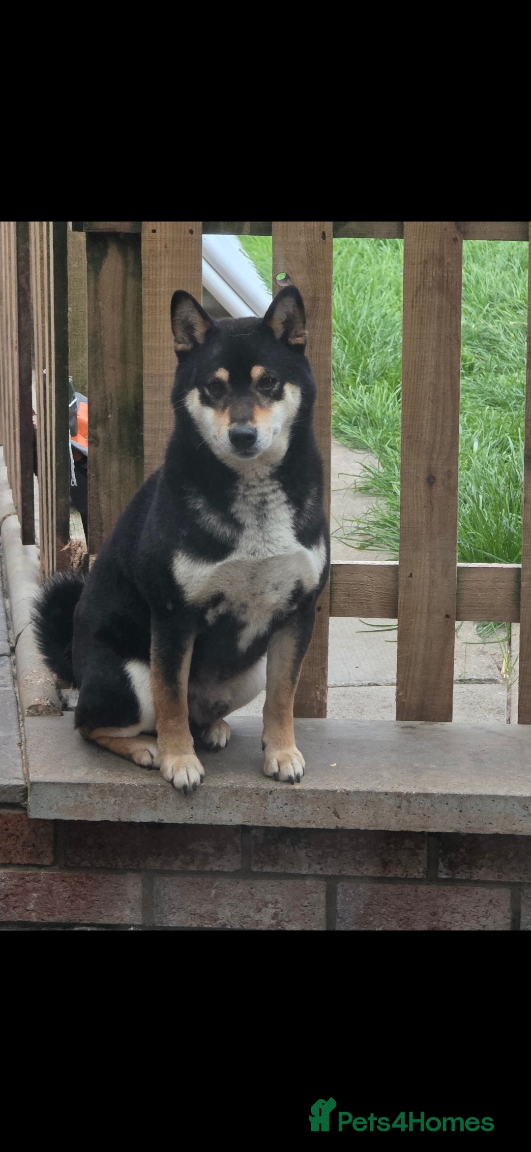 Japanese Shiba Inu dogs for sale: Japanese Shiba Inu - Image 10