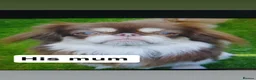 Pekingese dogs for stud: KC registered Pekingese for stud  - Advert 7