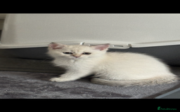 Scottish Fold cats for sale: Scottish fold and straight femals - Image 10