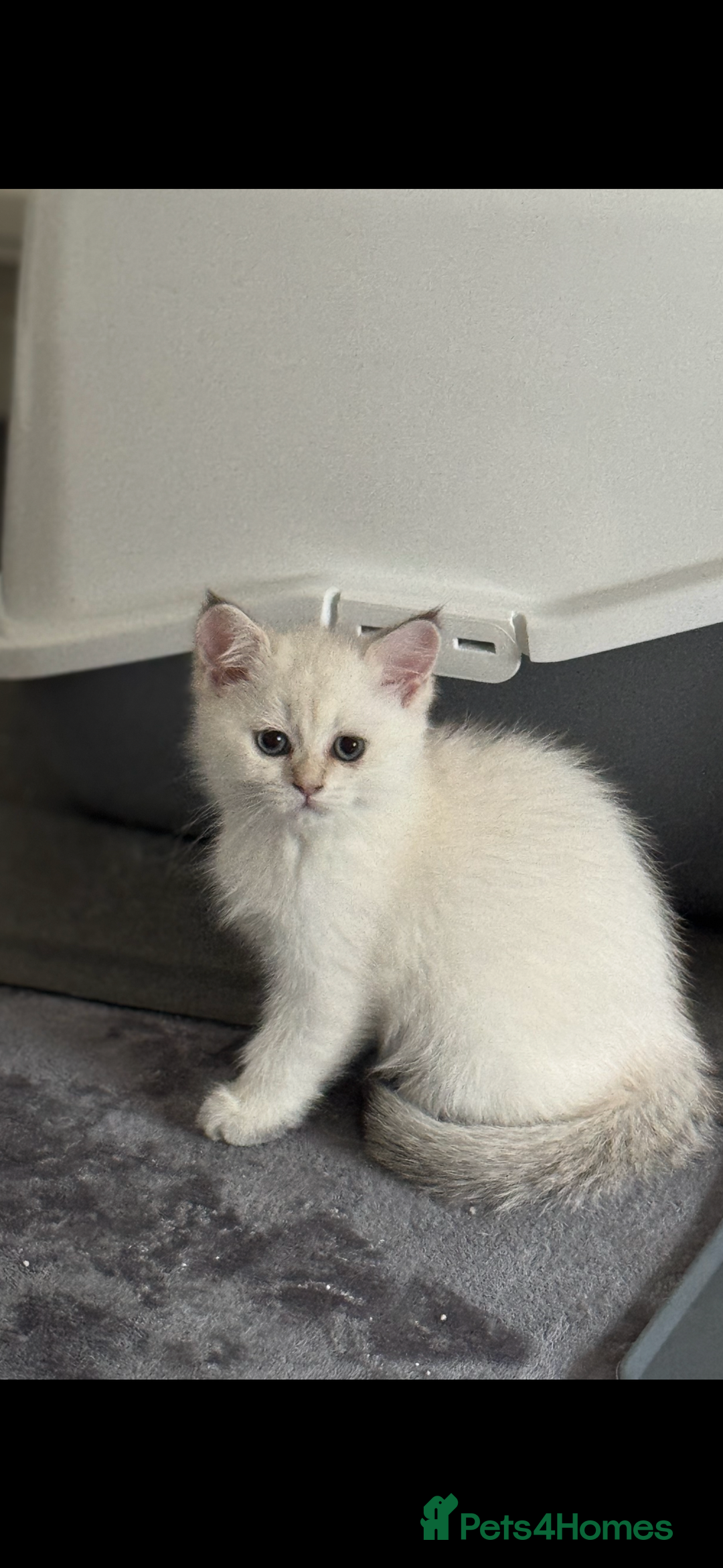 Scottish Fold cats for sale: Scottish fold and straight femals - Image 10