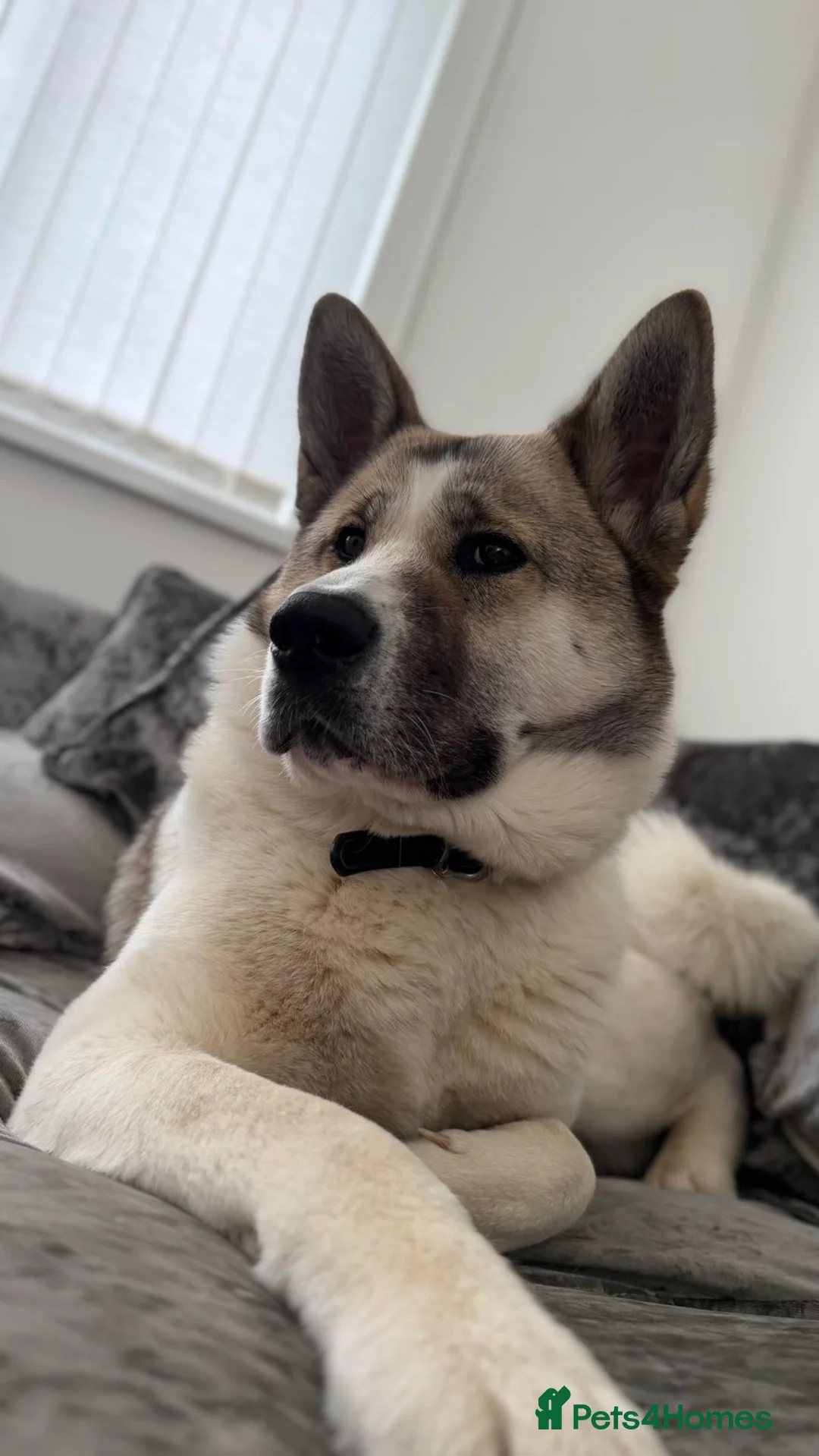 Akita dogs for sale: Akita  - Advert 2