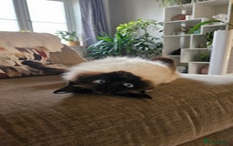 Ragdoll cats for sale: Alice and Layla Two House cats for new home - Image 4