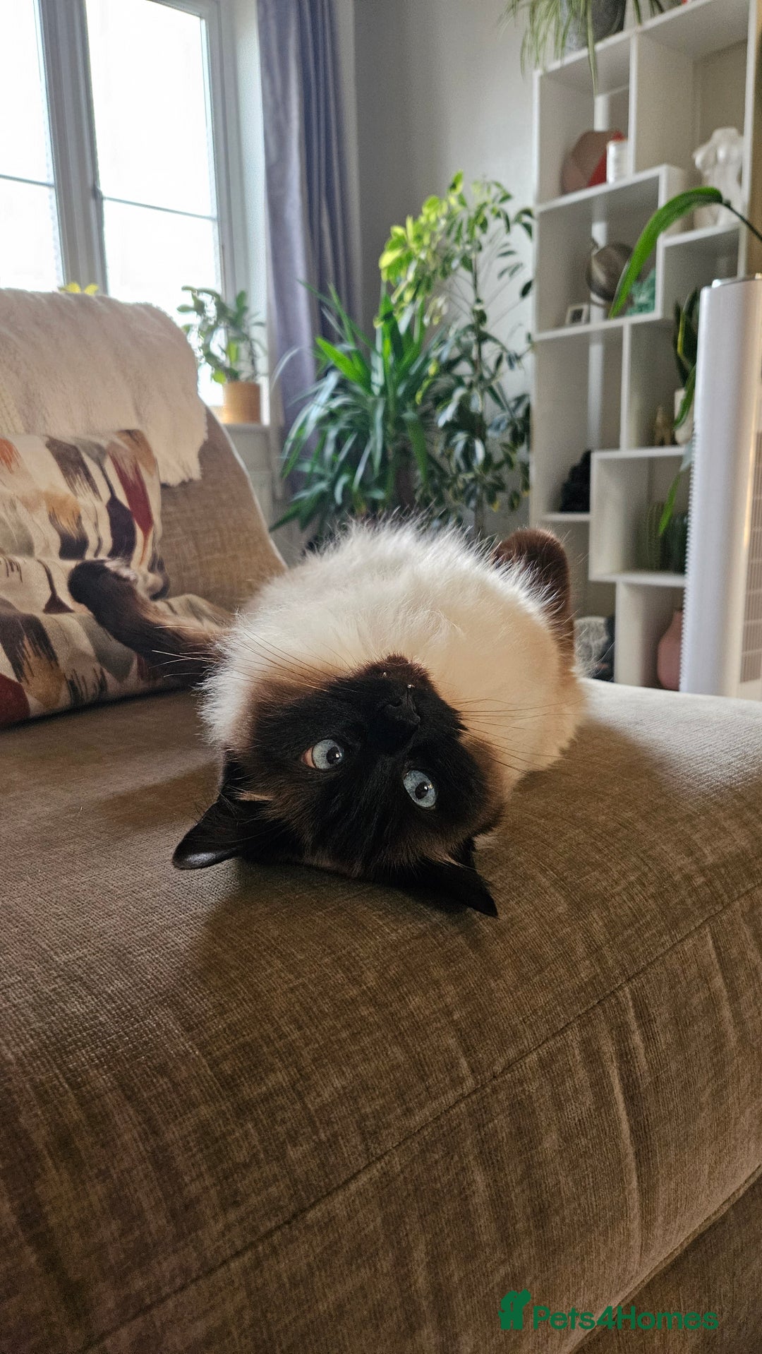 Ragdoll cats for sale: Alice and Layla Two House cats for new home - Image 4
