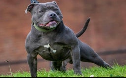 Staffordshire Bull Terrier dogs for sale: Blue Staffordshire Bull Terrier Champion Pups  - Image 10