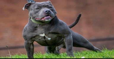 Staffordshire Bull Terrier dogs - Advert 15