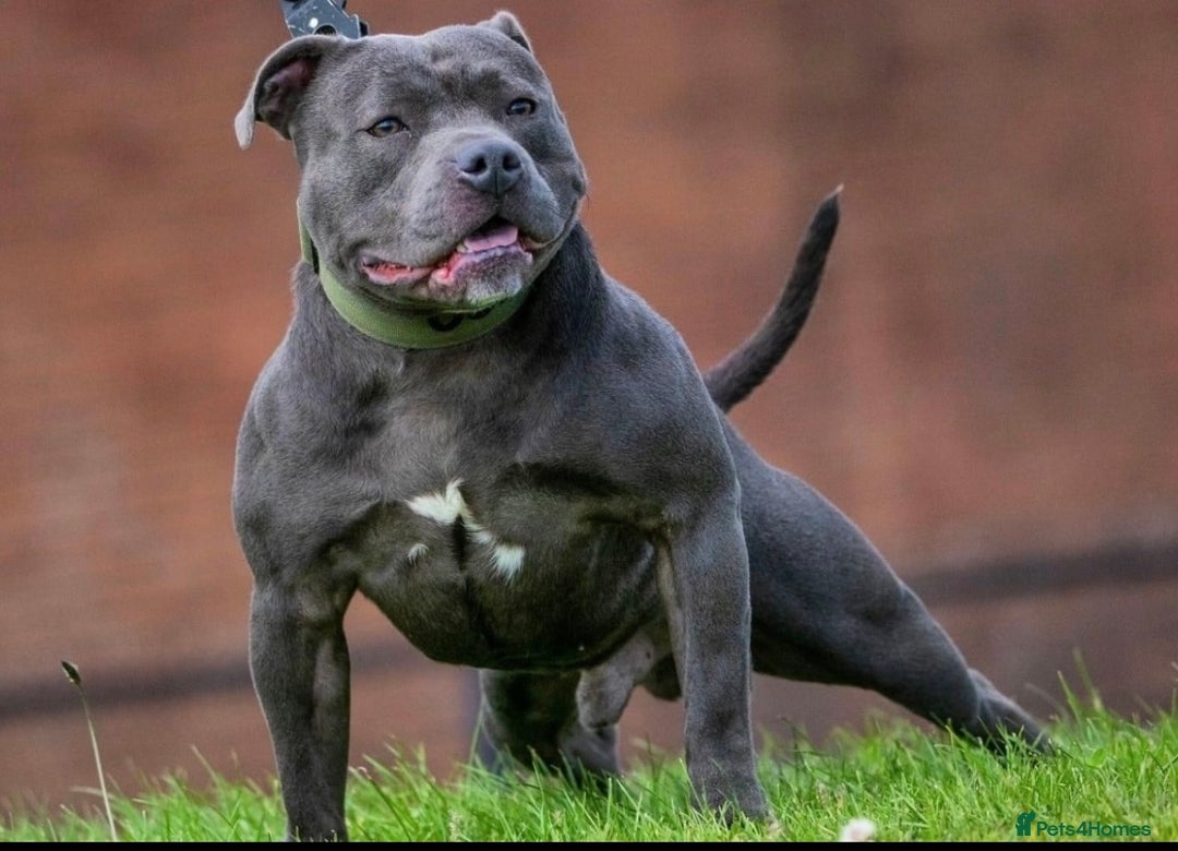 Staffordshire Bull Terrier dogs for sale: Blue Staffordshire Bull Terrier Champion Pups  - Image 10
