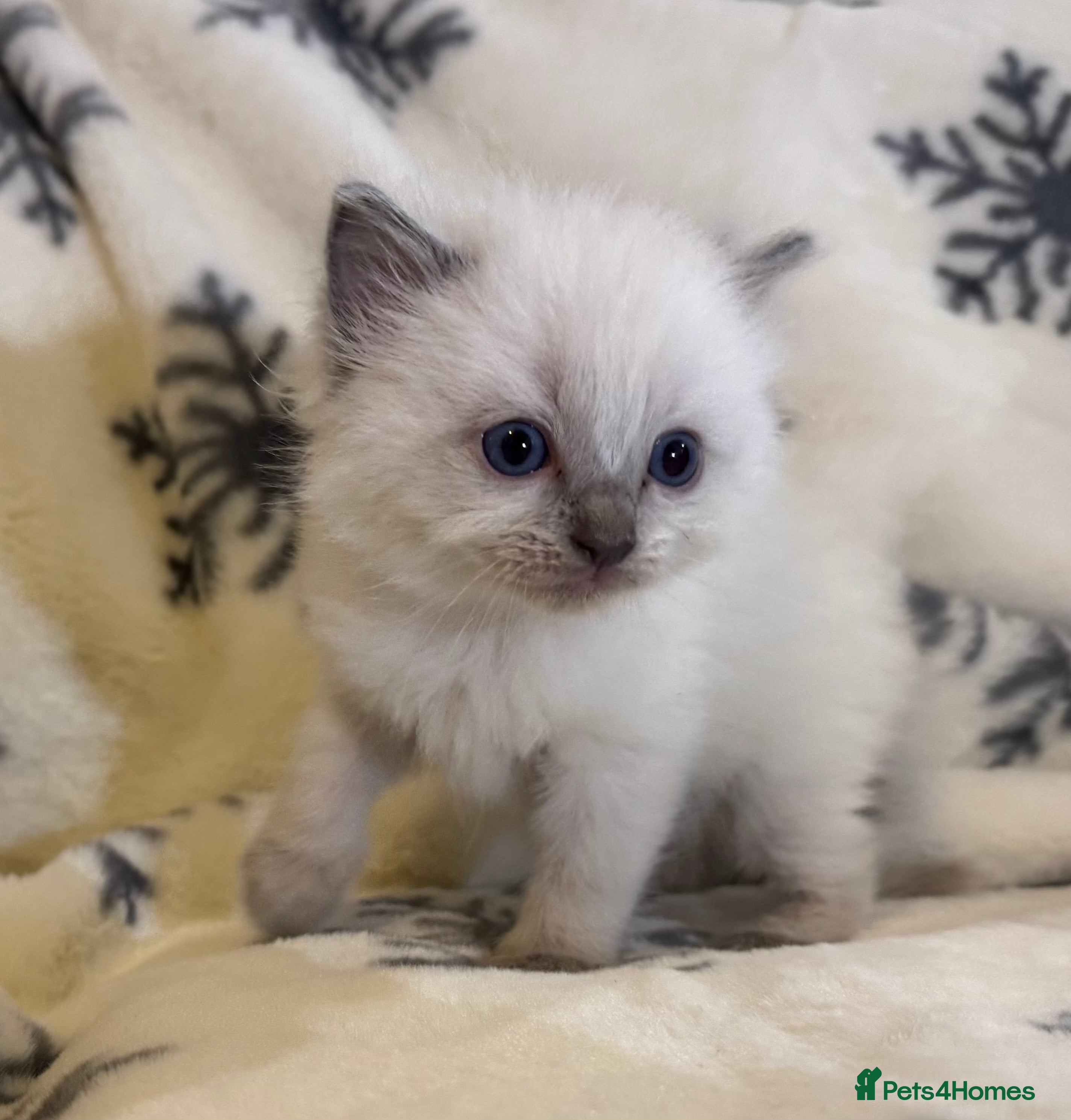 Ragdoll cats Gorgeous Ragdoll kittens 1 left !  - Advert 2