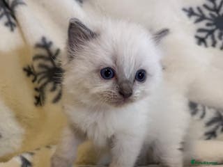 Ragdoll cats Gorgeous Ragdoll kittens all currently reserved - Advert 14