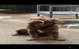 French Bulldog dogs for sale: Fluffy French bulldog New shade - Image 4