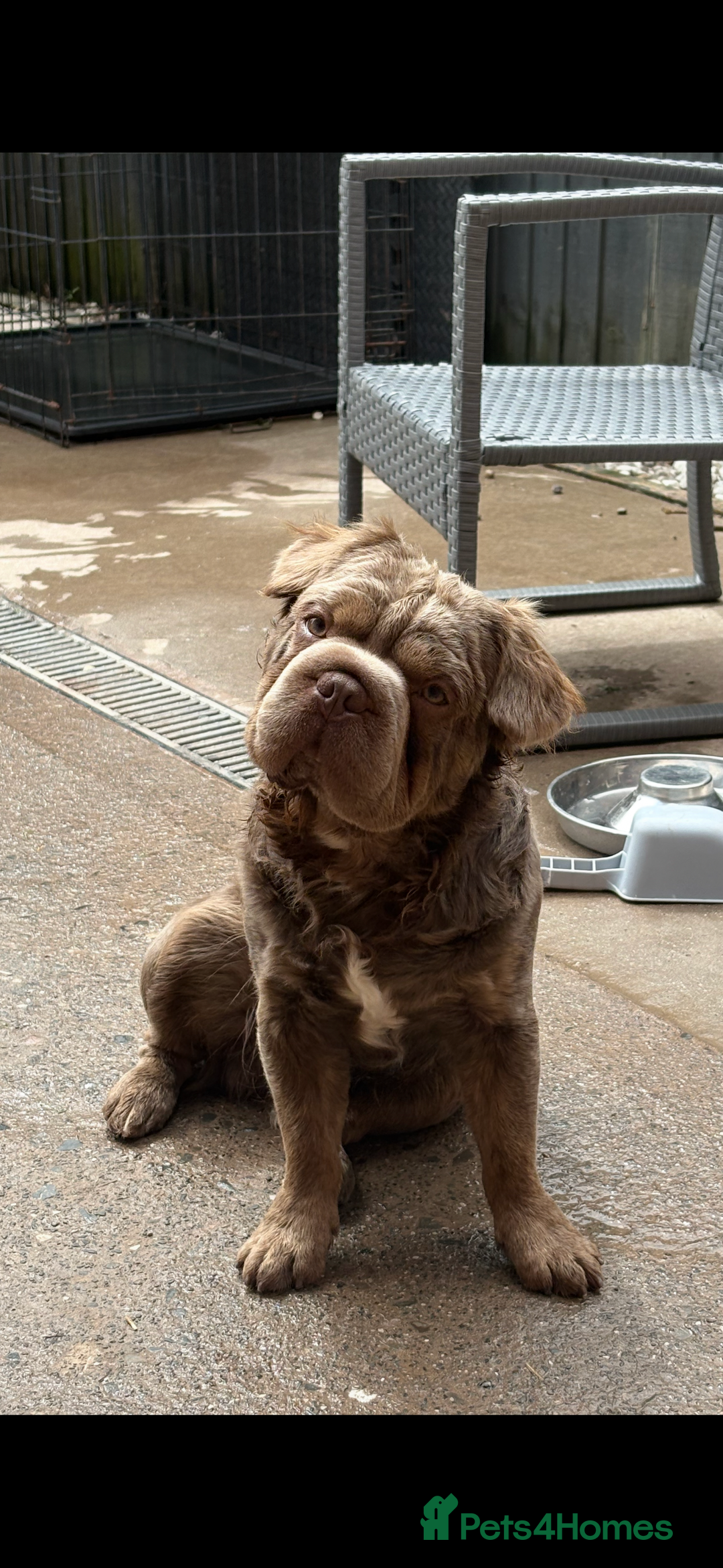 French Bulldog dogs for sale: Fluffy French bulldog New shade - Image 4