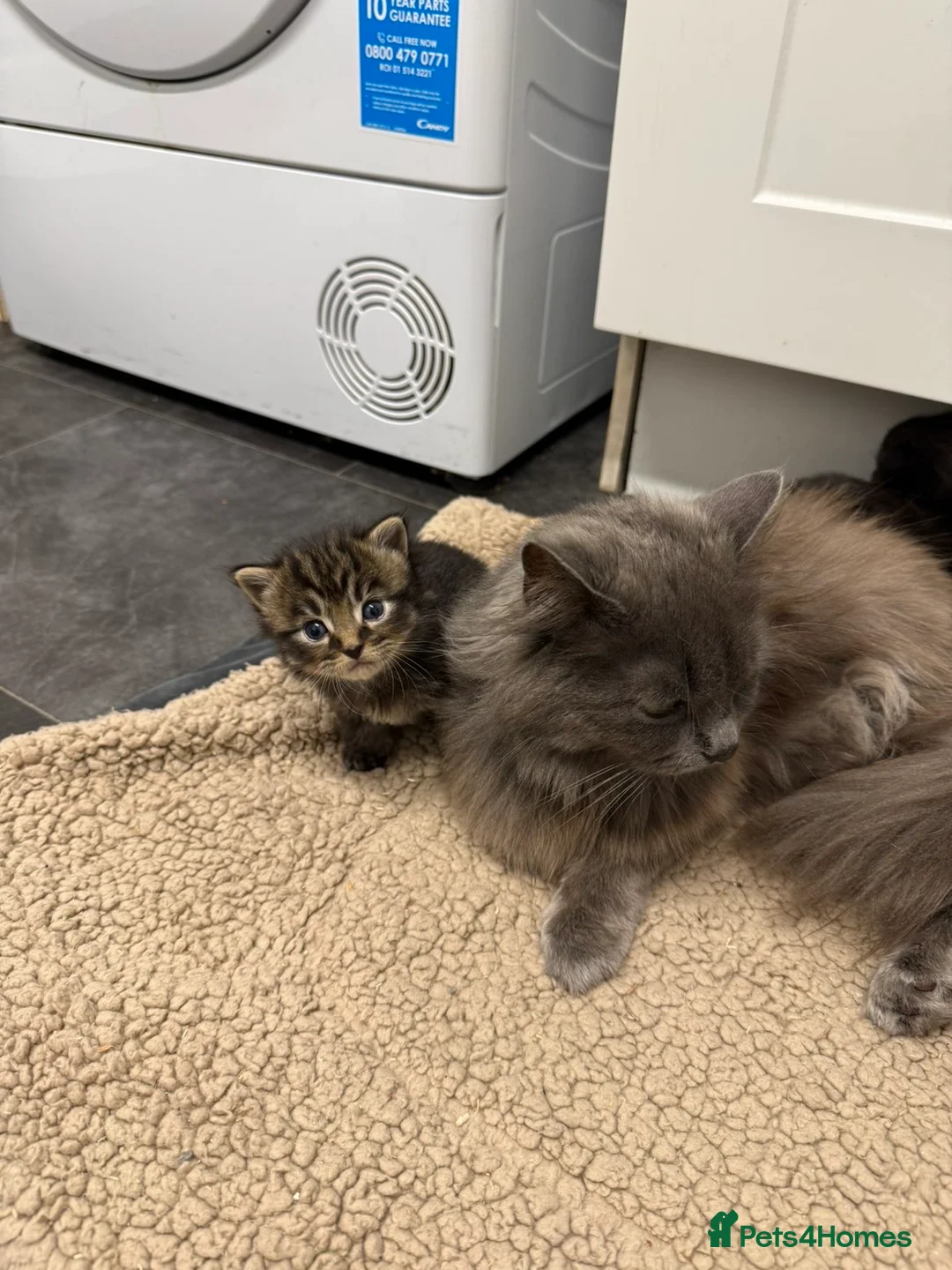 Mixed Breed cats for sale: Nebelung x kittens  - Advert 8