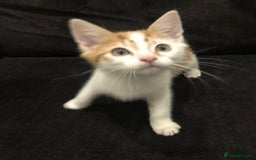 Mixed Breed cats for sale: Ginger and Tortie Kittens 2 available  - Image 4