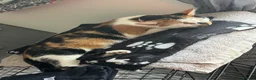 Mixed Breed cats for sale: 8 week old kittens 1 boy 1 girl - Advert 1