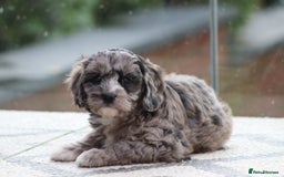 Cavapoo dogs for sale: F1 Cavapoo puppies for sale - Image 38