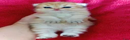 British Longhair cats for sale: 🐾🐾♥️Baby boy - golden black shaded boy🐾🐾♥️ - Advert 18