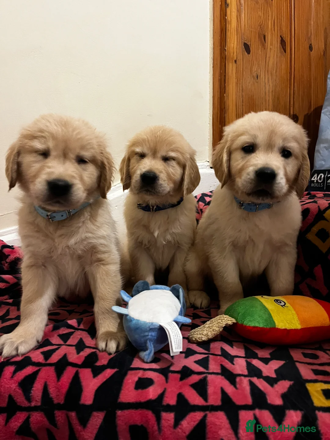 Golden Retriever dogs for sale: 8 Beautiful Golden Retriever Puppies  - Advert 1
