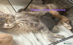 Maine Coon cats for sale: Beautiful Maine coon kittens for sale - Image 10