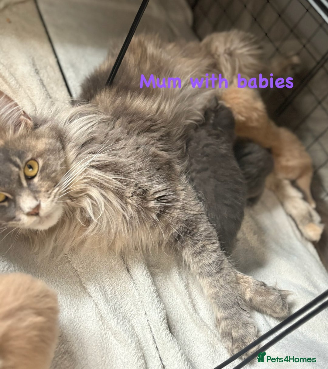 Maine Coon cats for sale: Beautiful Maine coon kittens for sale - Image 10