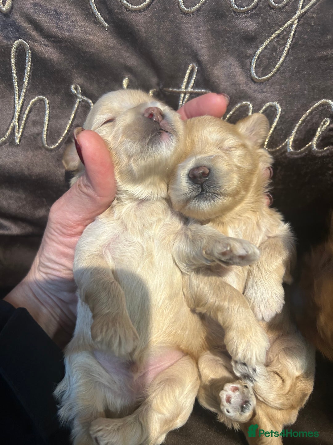 Maltipoo dogs for sale: Teeny tiny multipoos babies 🧸 - Advert 3