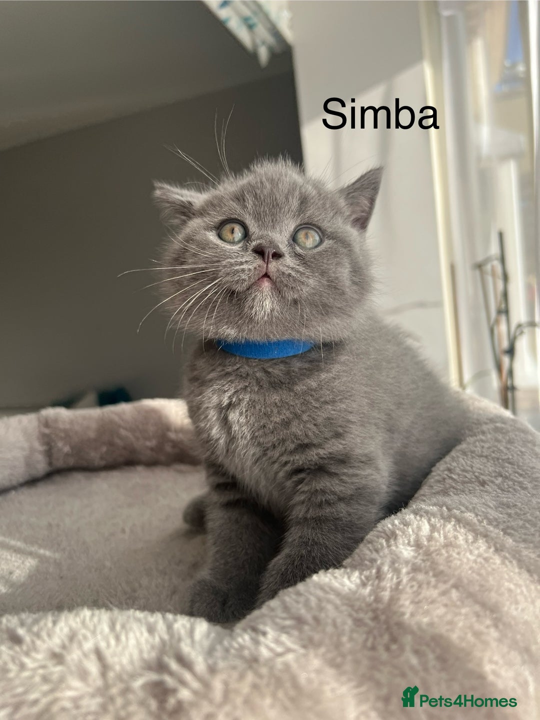 British Shorthair cats for sale: GCCF registered British Shorthair kittens  - Advert 21