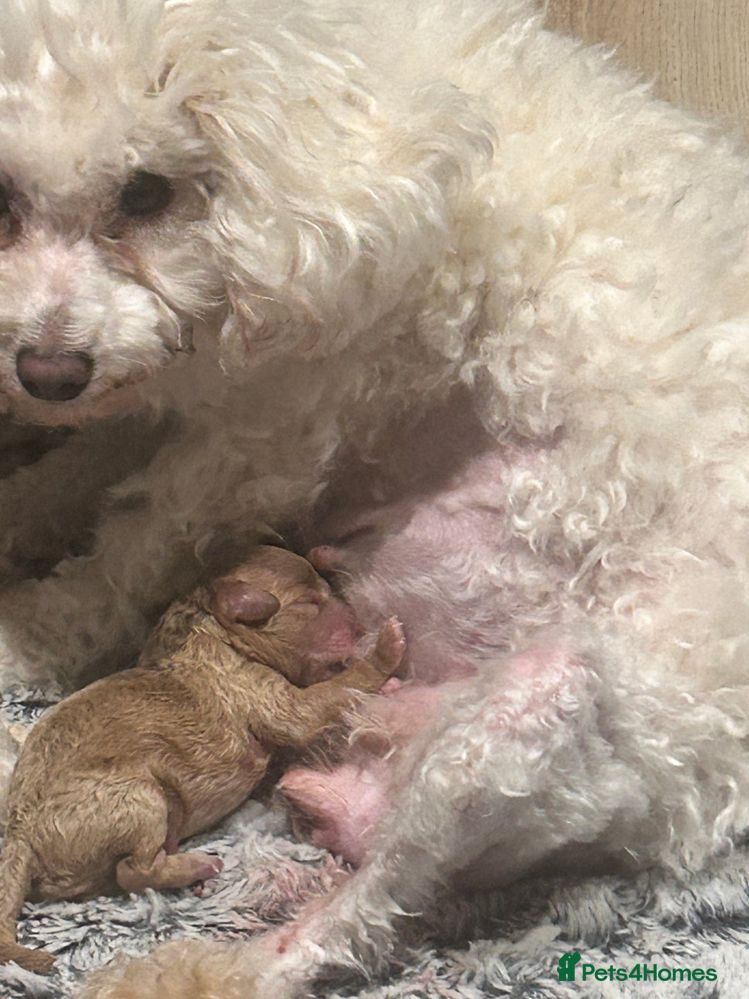 Maltipoo dogs for sale: Red teeny tiny maltipoo puppy - Advert 4