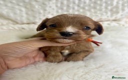 Cavapoo dogs for sale: Top Class Extensively tested F1b Toy Cavapoo pups - Image 9