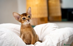 Abyssinian cats for sale: Vanilla Boy-Exceptional Abyssinian-Champion line - Advert 5