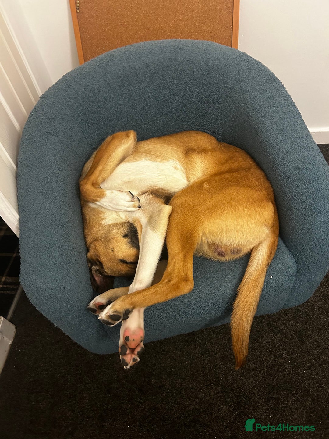 Mixed Breed dogs for sale: Manel - Image 11