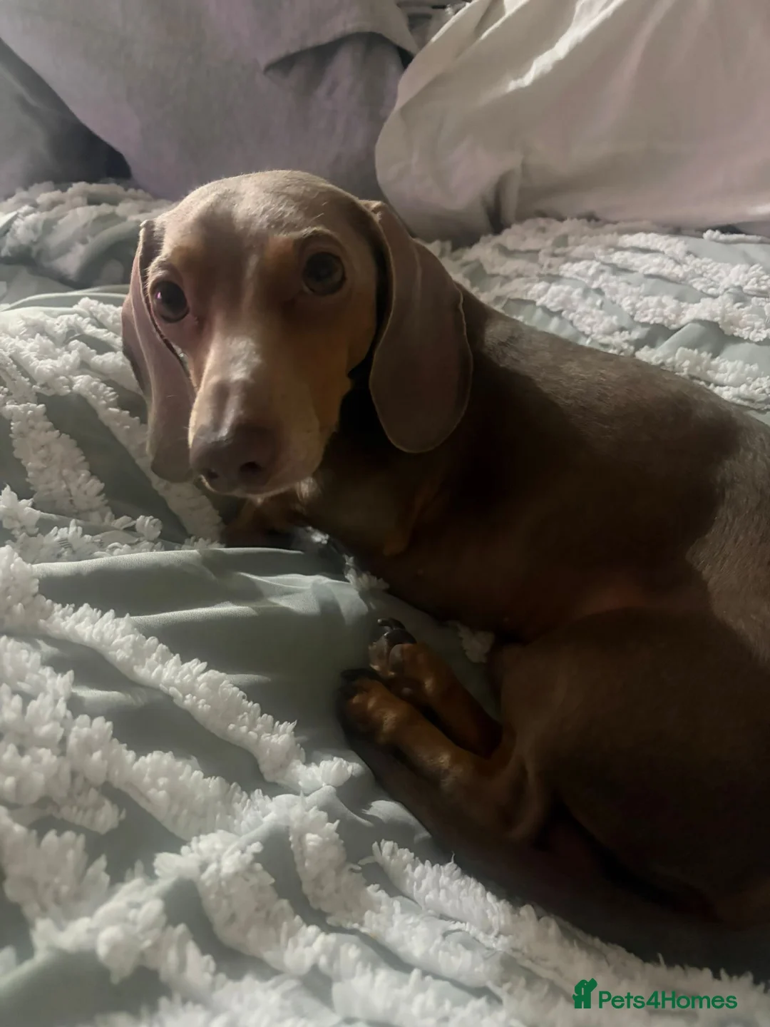 Miniature Dachshund dogs for stud: Isabella and tan for stud  - Advert 5