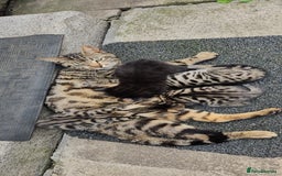 Bengal cats for sale: Mix breed Bengal + Tabby - Image 14